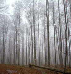 a fallen tree in the misty forest