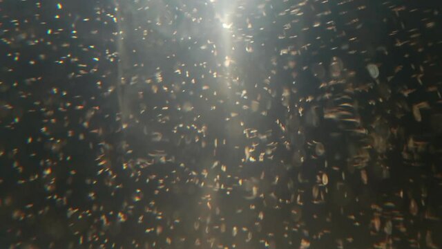 Brine shrimp swimming in salt water