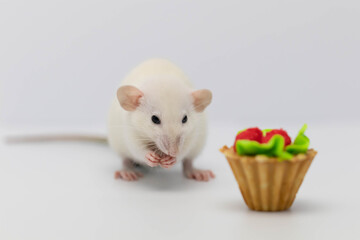 White rat eats a sweet and delicious cake or muffin. Birthday cake.