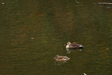 今城塚古墳公園のカモたち