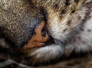 close up of a cat eyes