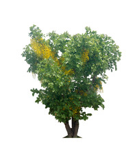 Golden shower, Indian laburnum, Pudding-pine tree, Purging Cassia isolated from white background.