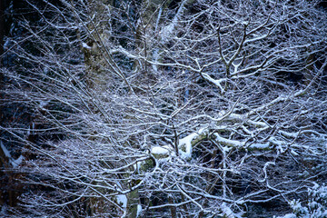 枝に雪積る