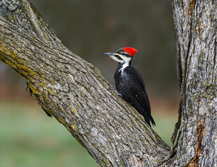 Fototapeta premium Female Pileated Woodpecker on Tree Trunk in Fall, Portrait