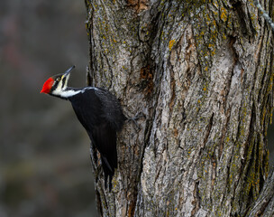 Female Pileated Woodpecker on Tree Trunk in Fall, Portrait