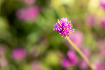 The background image of the colorful flowers