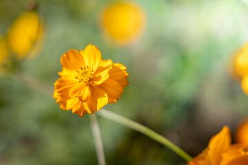 The background image of the colorful flowers