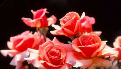 Pink rosebuds on a black background