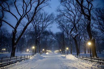 Trees and the Mall are covered in snow in Central Park - obrazy, fototapety, plakaty