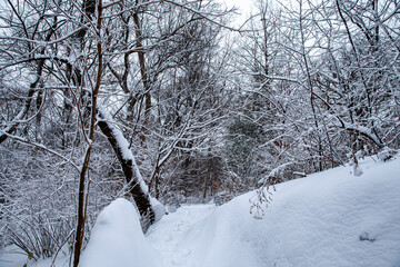 Snow covered paths and trees are seen in the Ramble in Central Park, New York City