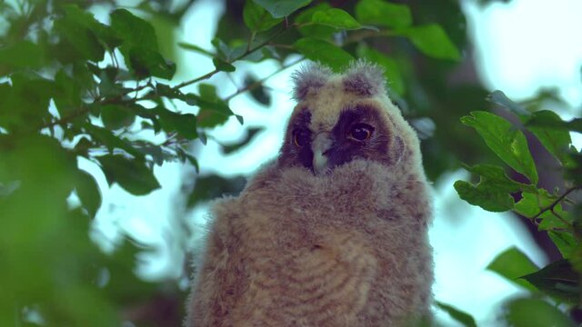 Close up of young chick long eared owl (Asio otus) portrait sitting and waking up on dense branch deep in crown. Wildlife tranquil portrait footage of bird in natural habitat background.