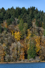 Naklejka premium Fall color, hillside forest of evergreen trees and deciduous trees, as a nature background 