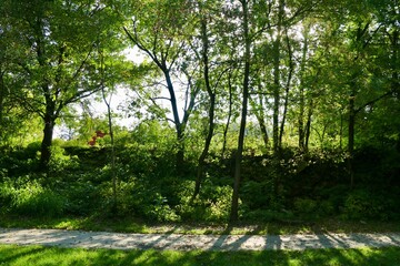 a lush green tree lined hill next to a road with bright sunlight and deep reaching shadows