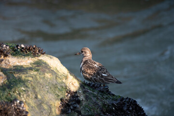 Ruddy Turnstone