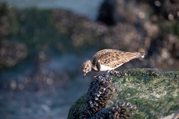 Ruddy Turnstone