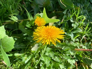 yellow dandelion flower,nature,yellow,summer,scenery,lawn,plants,leaves,grass,green,garden,flora,beautiful,blossom,field,sun.