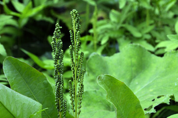 コウヤワラビの胞子葉　コウヤワラビ　胞子葉