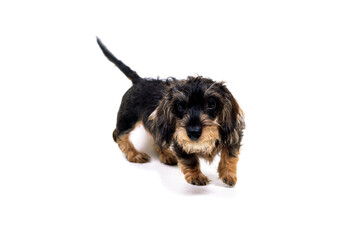 見つめる子犬　ミニチュアダックスフンド　ワイヤーヘアード　白バック