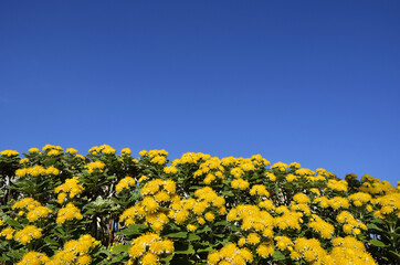 Fototapeta premium イソギクの花 イソギクの花と青空