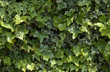 いちめんの葉っぱ　へデラ　アイビー