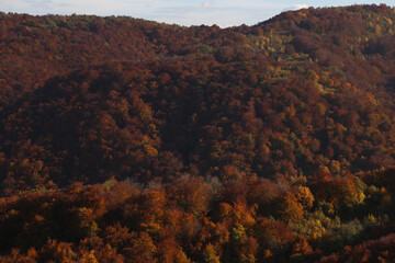 Autumn red forest landscape