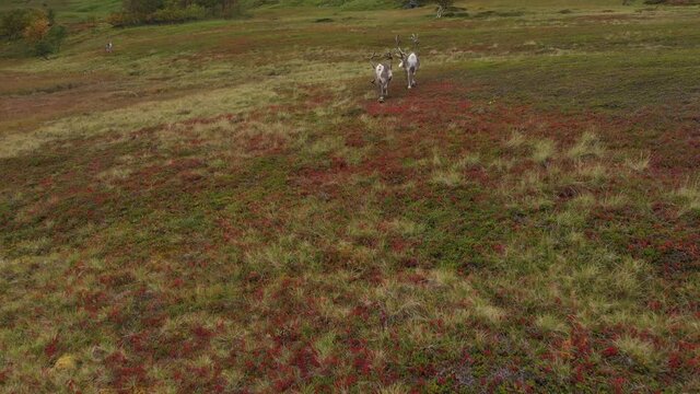Vue a&eacute;rienne par drone de reines en p&acirc;turage au Cap Nord en Norv&egrave;ge 
