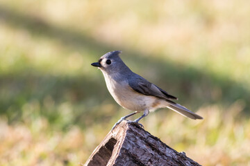 Tufted Titmouse standing on log with soft green background