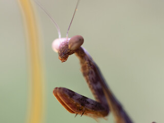 Brown mantis