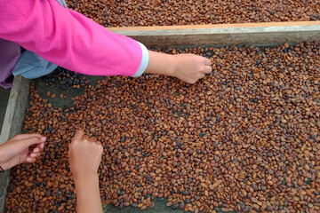 close up of a person holding a lot of beans