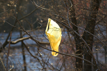 Plastic bag on tree branch