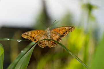 mariposa