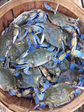 Maryland Blue Crabs Ready To Eat! 