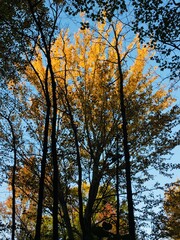 Fototapeta premium Trees in Autumn