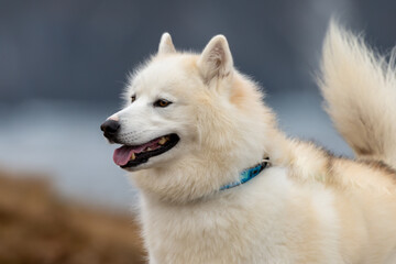 A portrait of a large white adult samoyed Labrador husky dog with dark eyes, wet black nose, thick fur, pointy ears, its mouth is open exposing a pink tongue and teeth. The background is blurred.