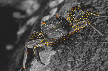 Galapagos, Sally Light Foot Crab, on wet dark grey rock	