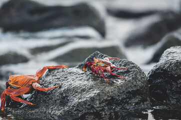 Galapagos, Sally Light Foot Crab, on wet dark grey rock	