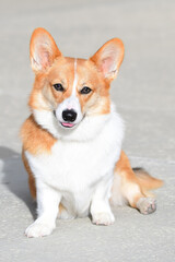 Corgi Puppy on a Sunny Day