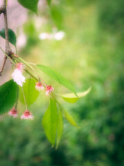 The cherry blossoms planted next to the workplace are in full bloom.
