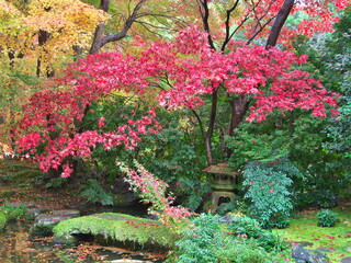 Fototapeta na wymiar Kyoto,Japan-November 20, 2020: Japanese garden in the rain in autumn 