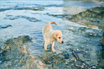 Beautiful and cute golden retriever puppy dog having fun at the beach sitting on the golden sand. Lovely labrador purebred playing splashing water from the sea