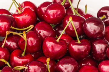 closeup of ripe Stella cherries with water droplets and blurred background