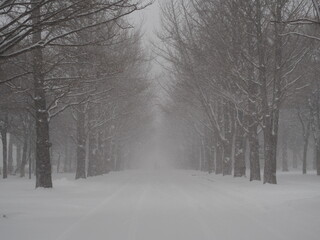 北海道大学の冬のイチョウ並木