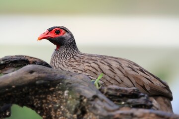 REDNECKED SPURFOWL or Francolin ( Francolinus afra). Detail of plumage and facial markings. Underberg, kwazulu Natal, South Africa. 