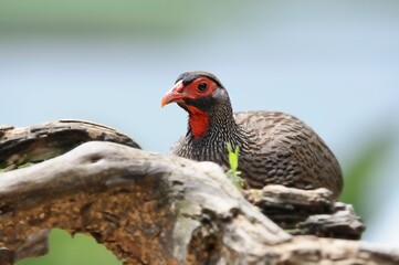 REDNECKED SPURFOWL or Francolin ( Francolinus afra). Detail of plumage and facial markings. Underberg, kwazulu Natal, South Africa. 