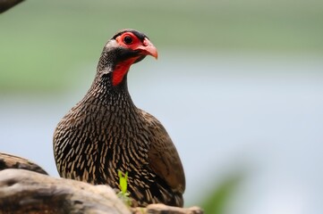 REDNECKED SPURFOWL or Francolin ( Francolinus afra). Detail of plumage and facial markings. Underberg, kwazulu Natal, South Africa. 
