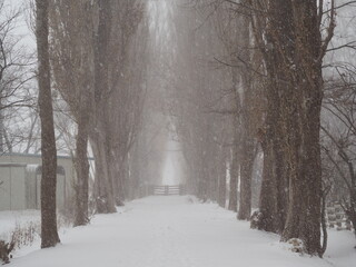北海道大学の冬のポプラ並木