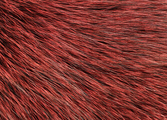 Red and black colored arctic fox fur. View from above. Closeup. Textute