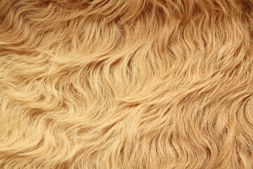 Long curved beige lama fur. View from above. Closeup . Texture.