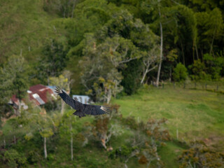 buitre negro americano en vuelo, gallinazo volando