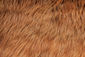 Short smooth brown lama fur. View from above. Closeup . Texture.